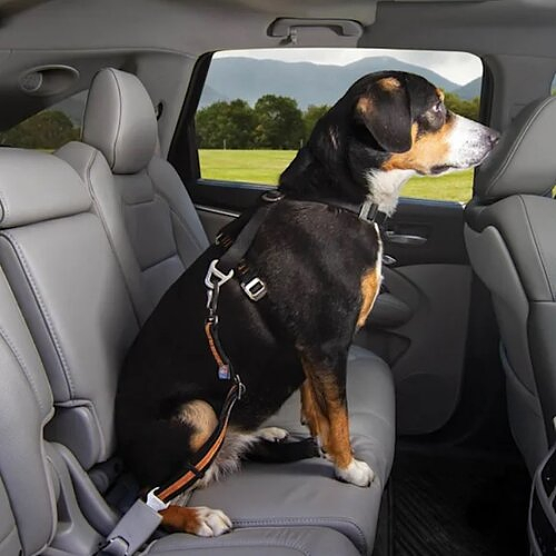 Dog harness shop seat belt tether